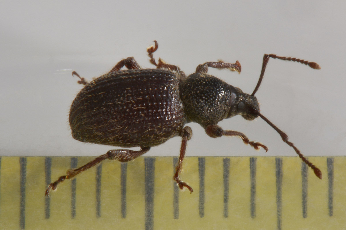 Curculionidae: Otiorhynchus indefinitus?  S !